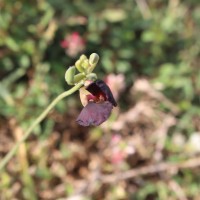 <i>Macroptilium atropurpureum</i>  (DC.) Urb.